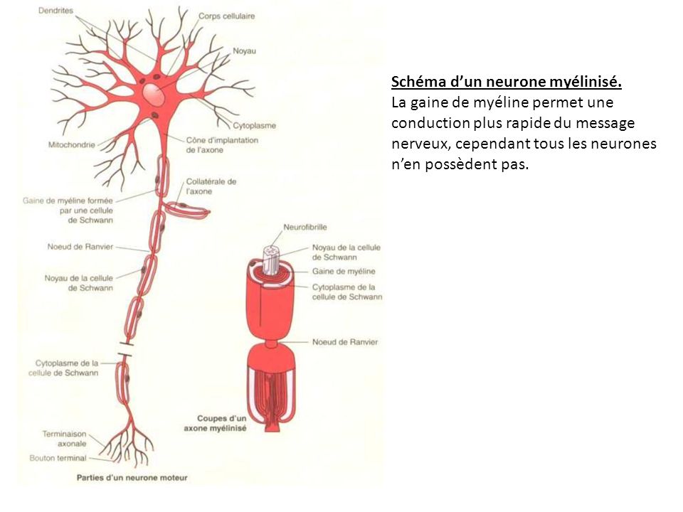 Schéma d’un neurone myélinisé.
