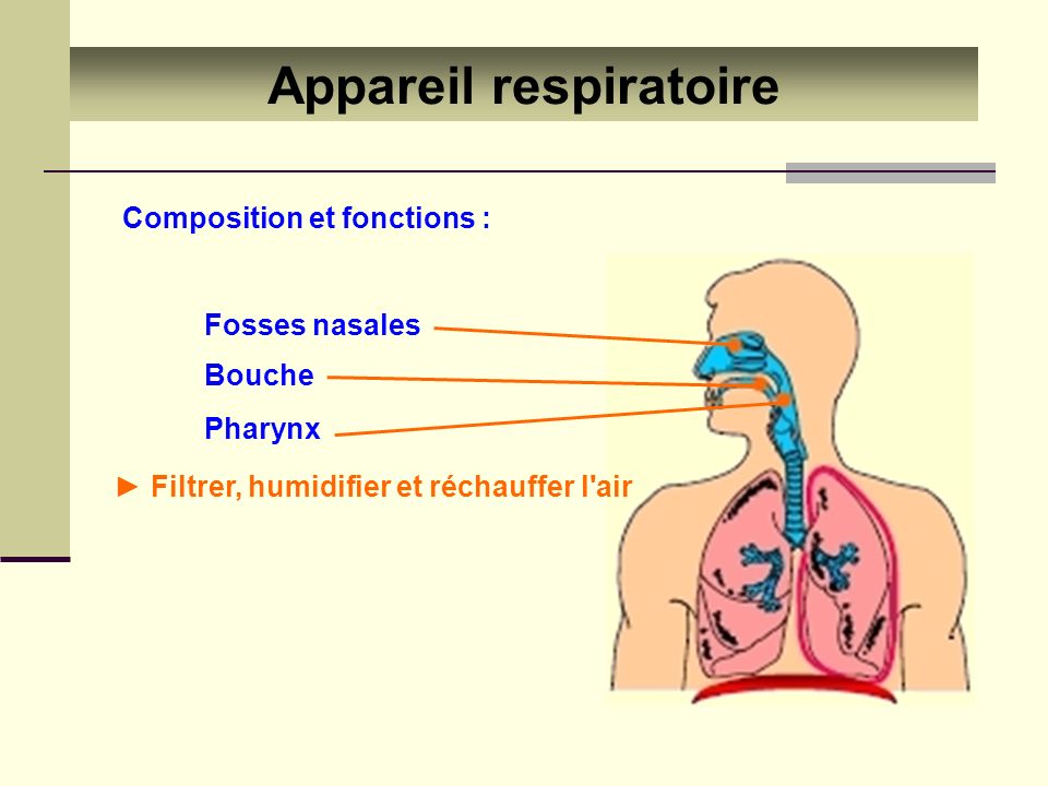 L'appareil respiratoire: anatomie et fonctions 