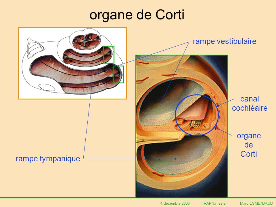organe de Corti rampe vestibulaire canal cochléaire organe de Corti