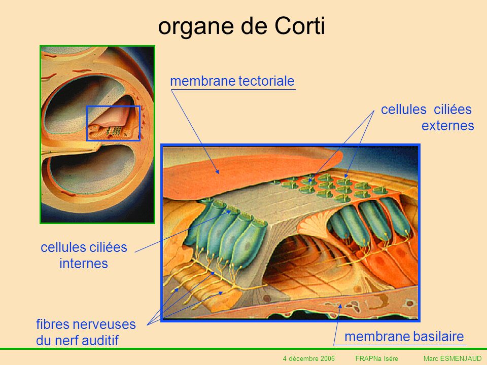 organe de Corti membrane tectoriale cellules ciliées externes