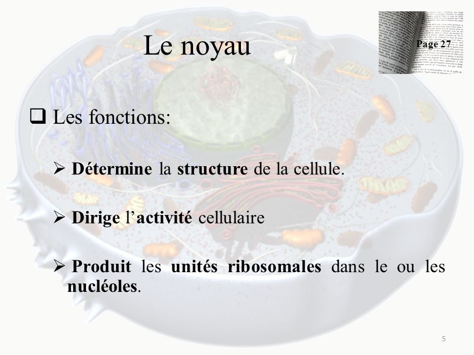 Le noyau Les fonctions: Détermine la structure de la cellule.