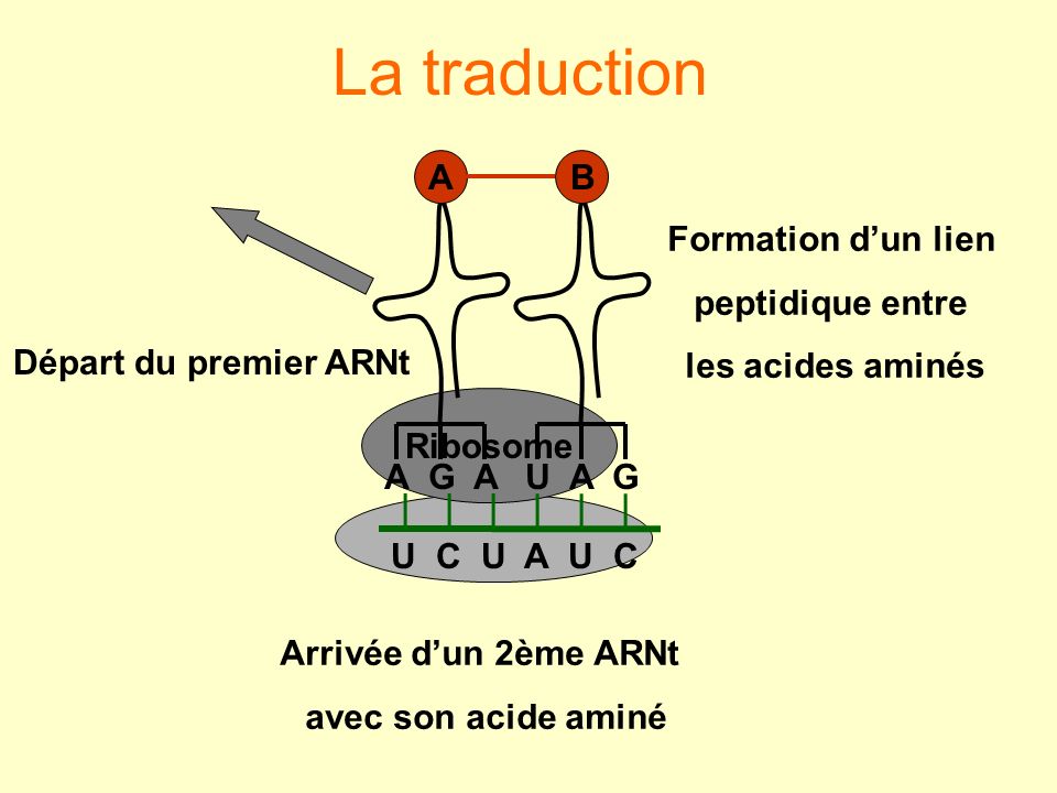 La traduction A G A A U A G B Formation d’un lien peptidique entre