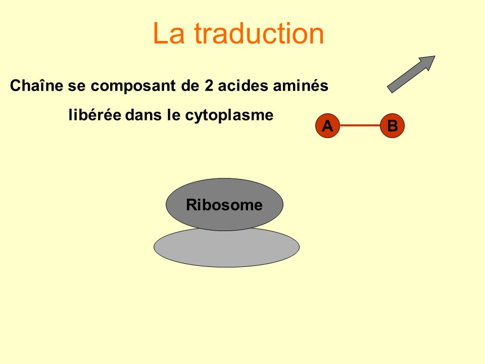 Chaîne se composant de 2 acides aminés libérée dans le cytoplasme