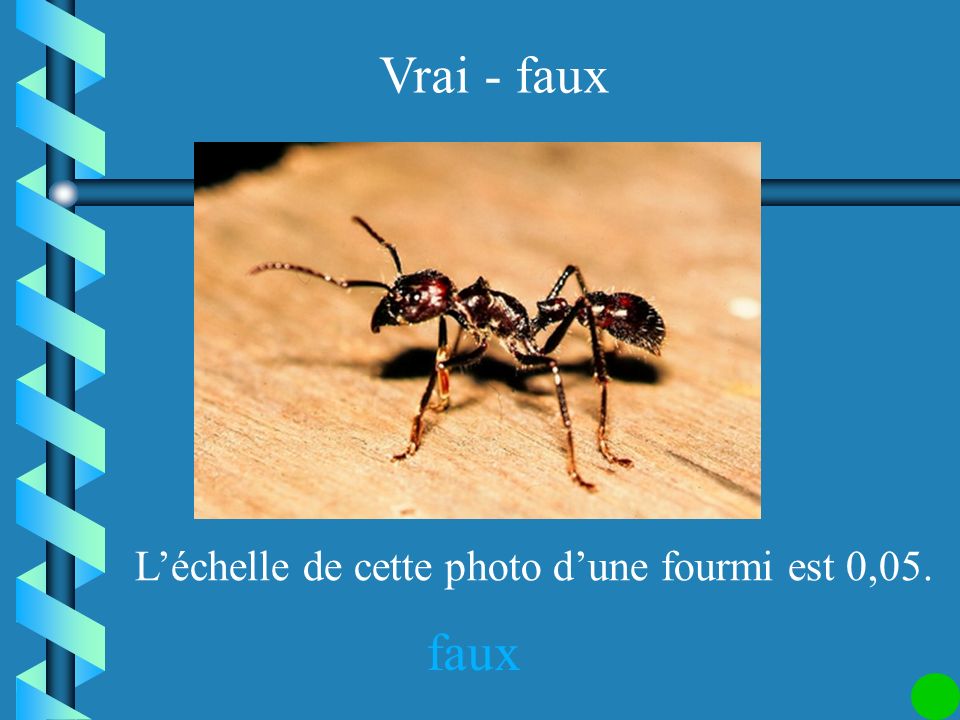 L’échelle de cette photo d’une fourmi est 0,05.