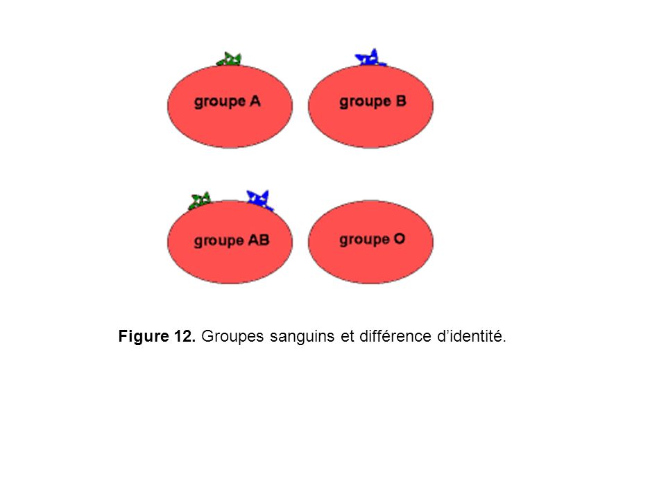 Figure 12. Groupes sanguins et différence d’identité.