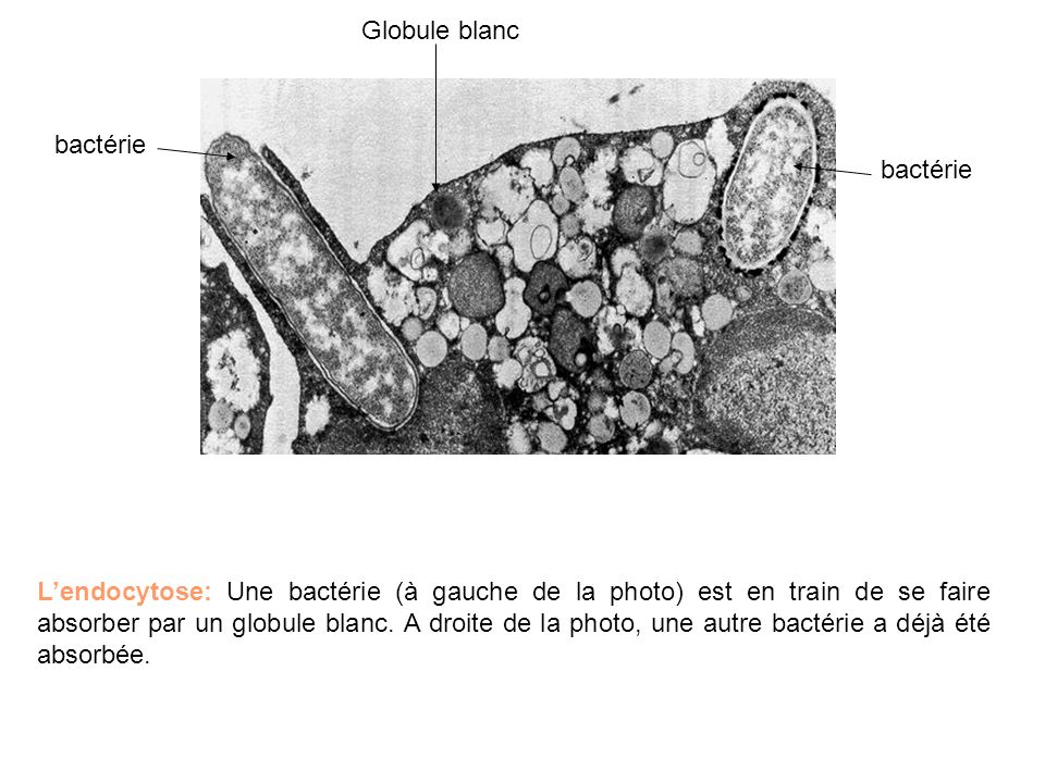Globule blanc bactérie. bactérie.