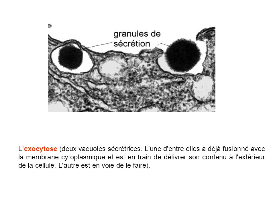 L’exocytose (deux vacuoles sécrétrices