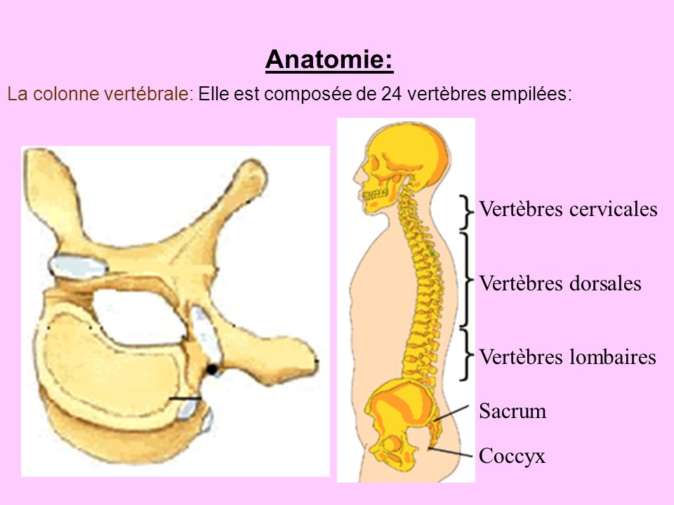 Anatomie: Vertèbres cervicales Vertèbres dorsales Vertèbres lombaires