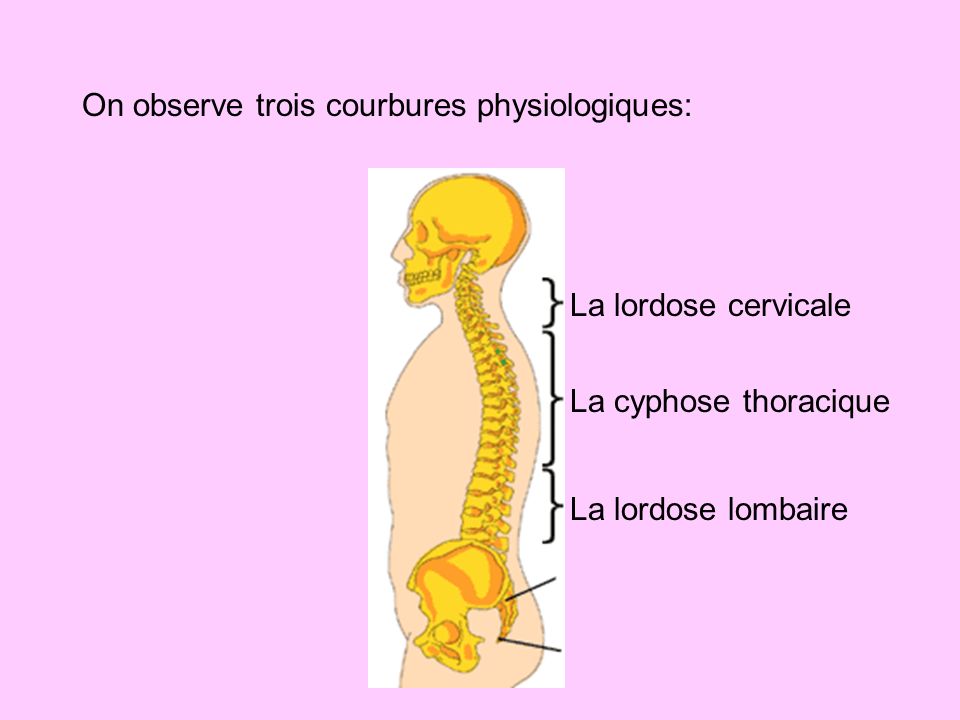 On observe trois courbures physiologiques: