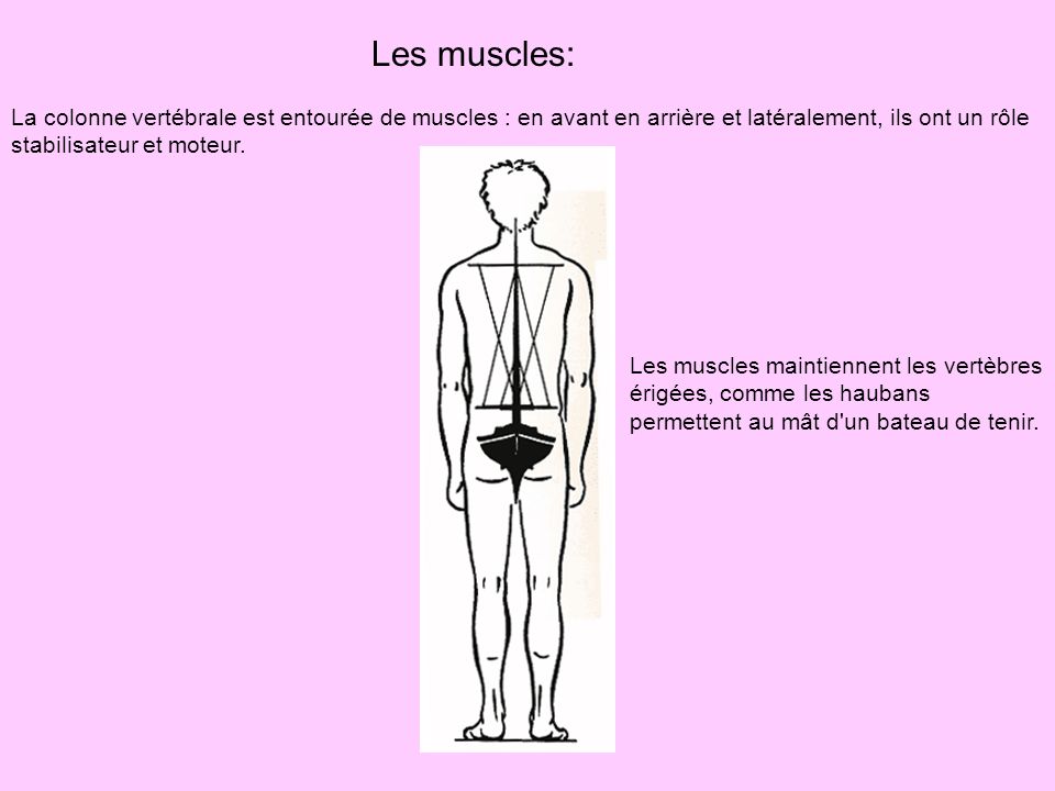 Les muscles: La colonne vertébrale est entourée de muscles : en avant en arrière et latéralement, ils ont un rôle stabilisateur et moteur.