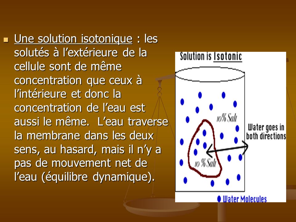 Une solution isotonique : les solutés à l’extérieure de la cellule sont de même concentration que ceux à l’intérieure et donc la concentration de l’eau est aussi le même.