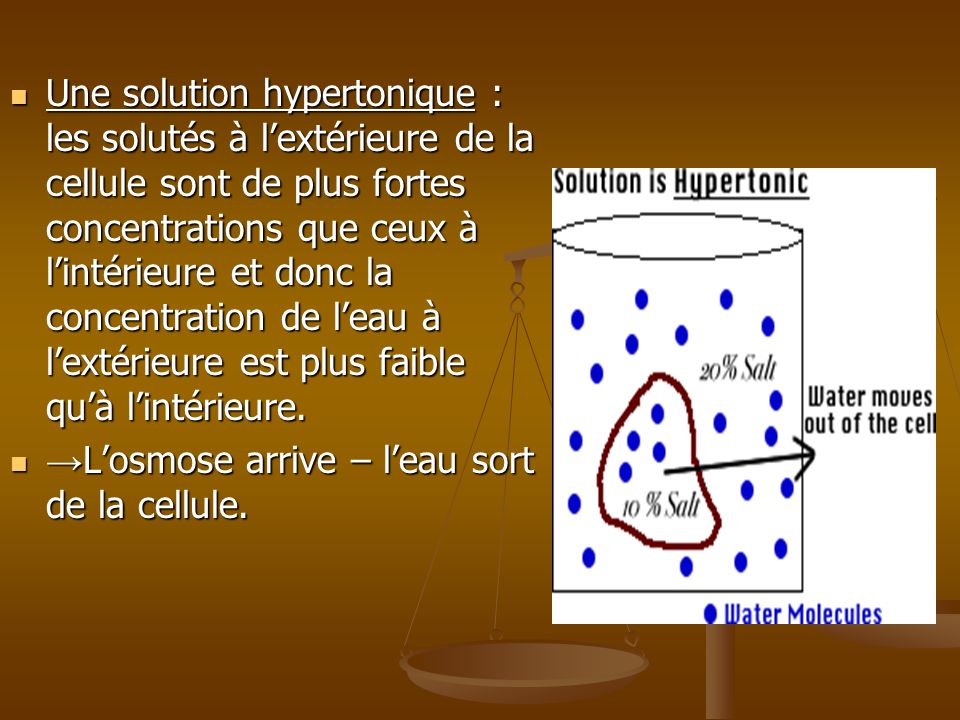 Une solution hypertonique : les solutés à l’extérieure de la cellule sont de plus fortes concentrations que ceux à l’intérieure et donc la concentration de l’eau à l’extérieure est plus faible qu’à l’intérieure.