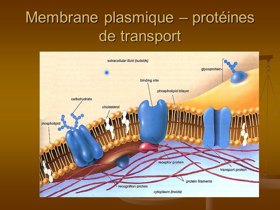 Membrane plasmique – protéines de transport