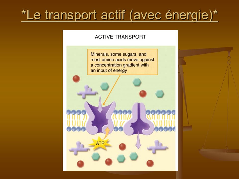 *Le transport actif (avec énergie)*