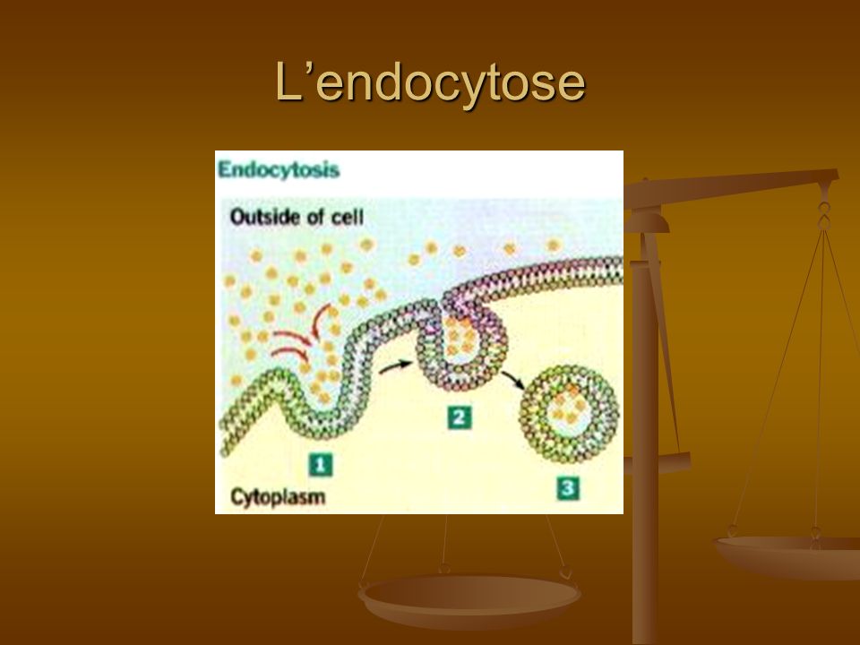 L’endocytose