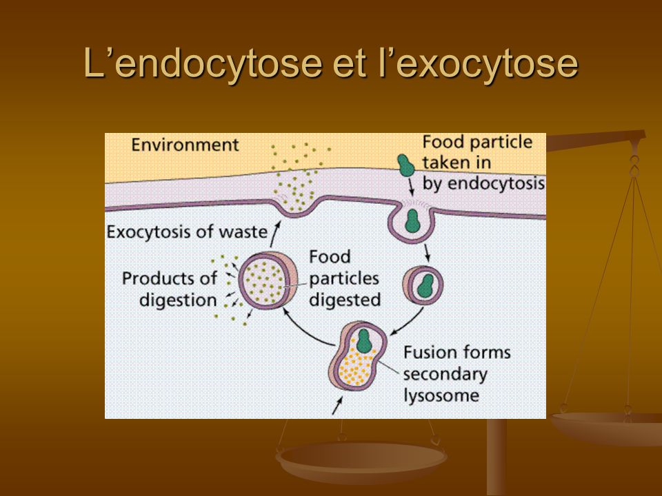 L’endocytose et l’exocytose