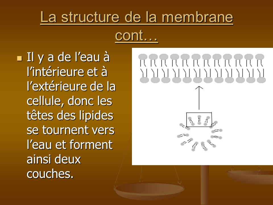 La structure de la membrane cont…