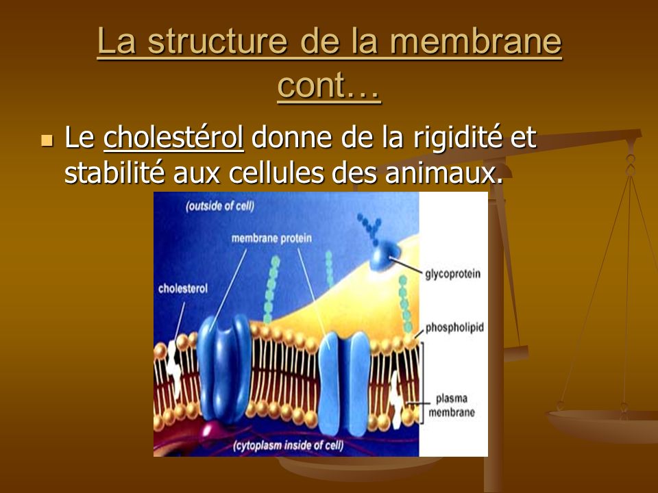 La structure de la membrane cont…
