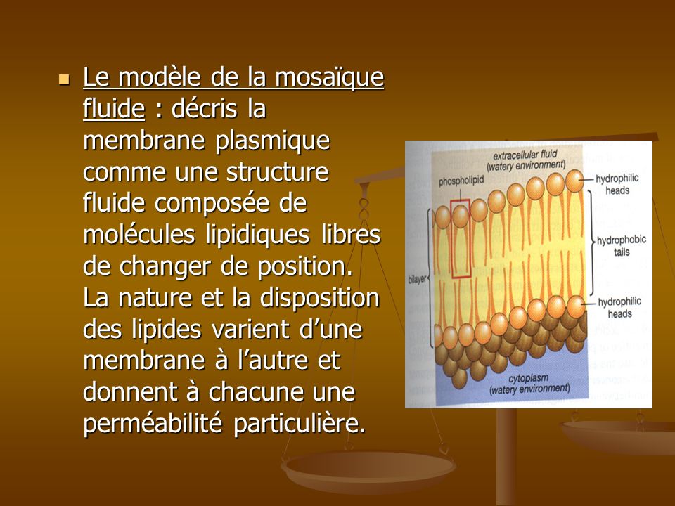 Le modèle de la mosaïque fluide : décris la membrane plasmique comme une structure fluide composée de molécules lipidiques libres de changer de position.
