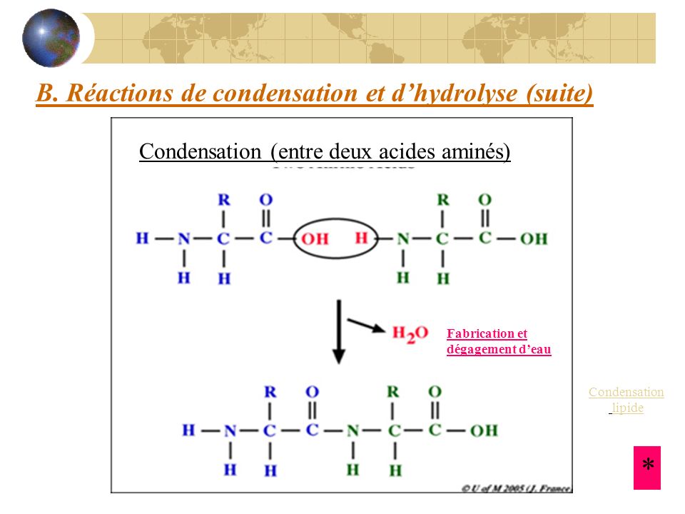 B. Réactions de condensation et d’hydrolyse (suite)