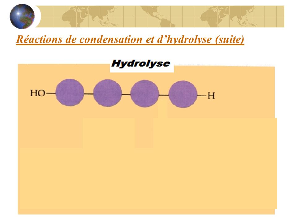 Réactions de condensation et d’hydrolyse (suite)