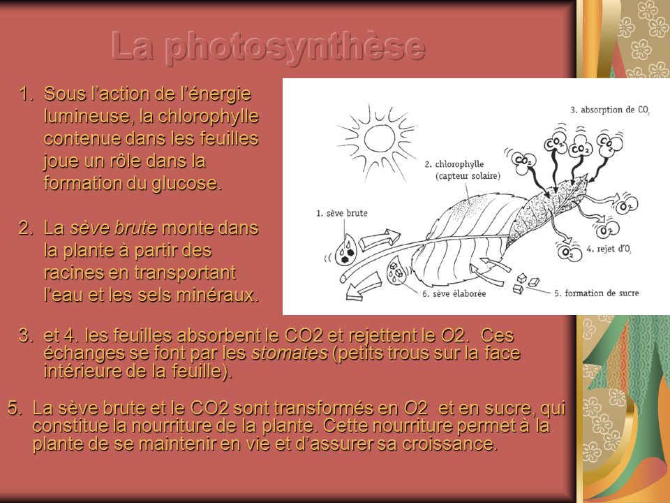 La photosynthèse Sous l’action de l’énergie lumineuse, la chlorophylle contenue dans les feuilles joue un rôle dans la formation du glucose.