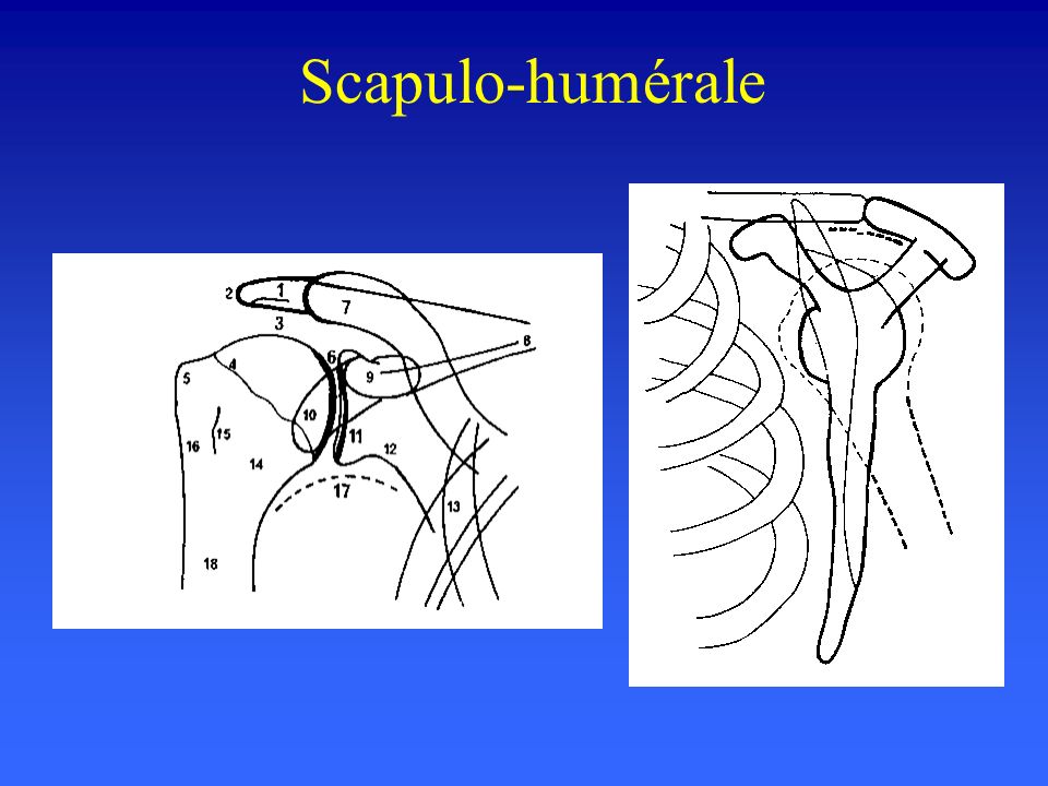 Scapulo-humérale