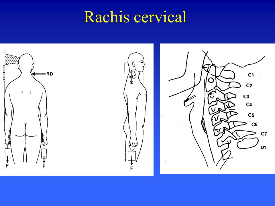 Rachis cervical