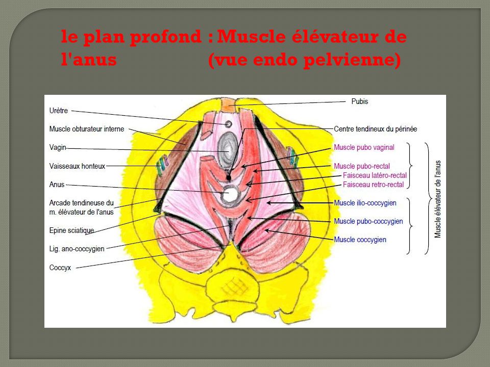 le plan profond : Muscle élévateur de l anus (vue endo pelvienne)