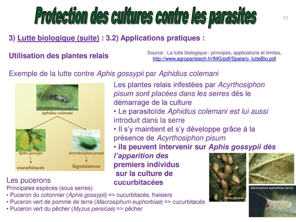 Propolis: fongicide écologique pour les ravageurs de plantes les plus  fréquents.