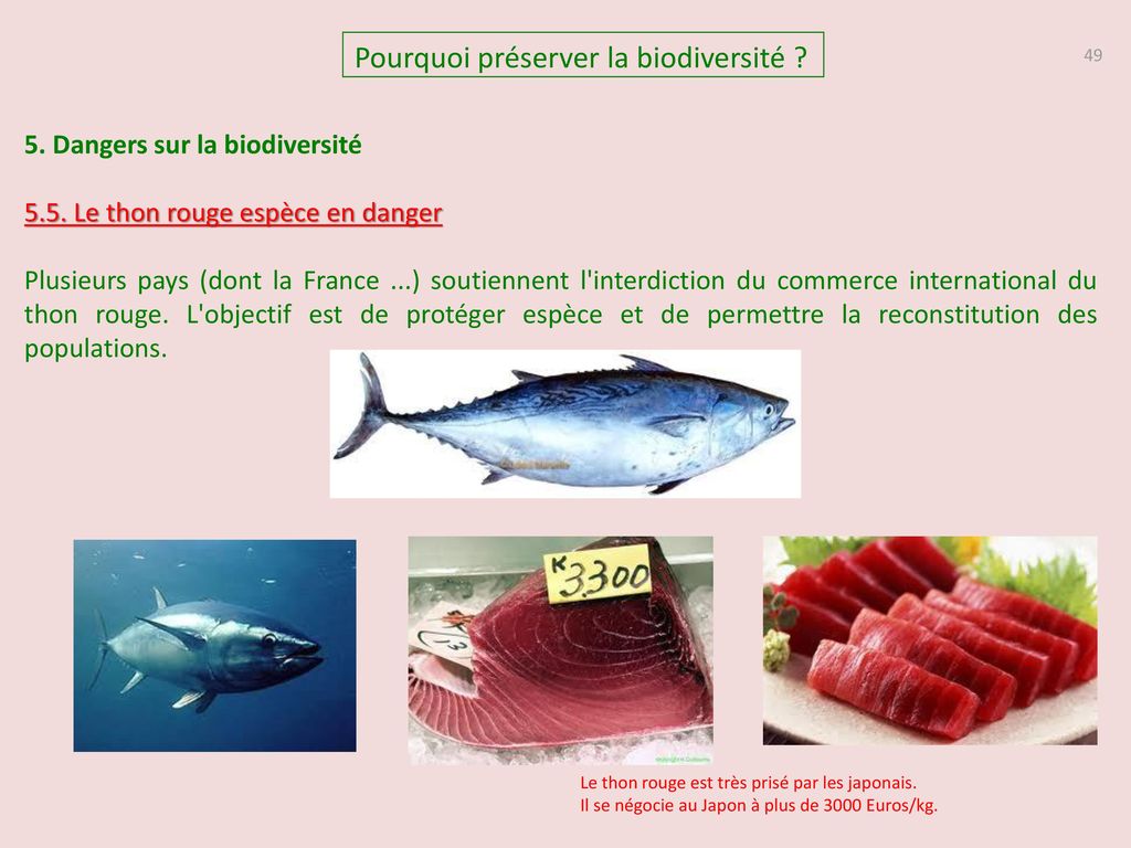 Thon : le naufrage des dispositifs de concentration de poissons -  Greenpeace France