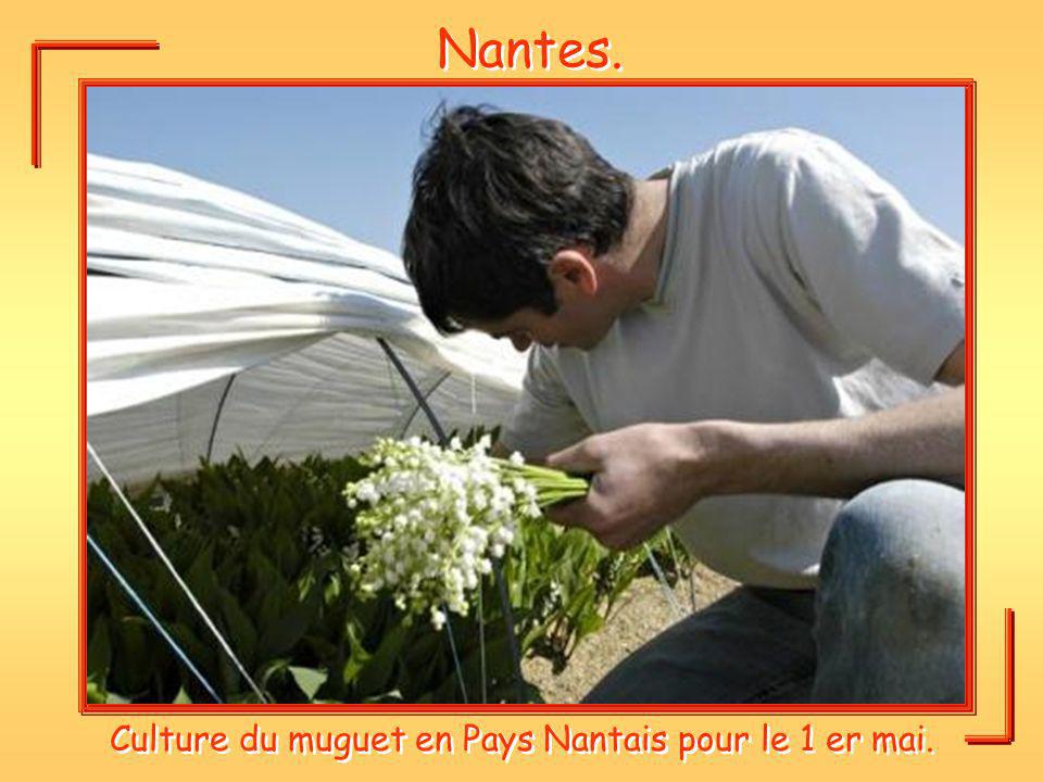 Culture du muguet en Pays Nantais pour le 1 er mai.