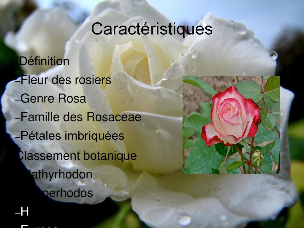 Caractéristiques Définition Fleur des rosiers Genre Rosa