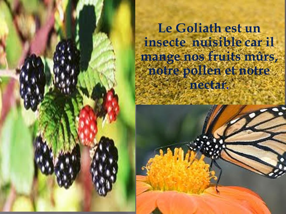 Le Goliath est un insecte nuisible car il mange nos fruits mûrs, notre pollen et notre nectar.