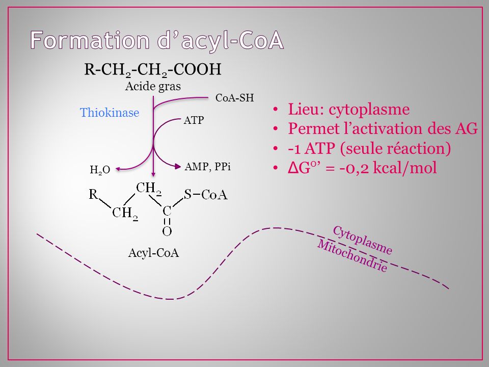 Formation d’acyl-CoA R-CH2-CH2-COOH Lieu: cytoplasme