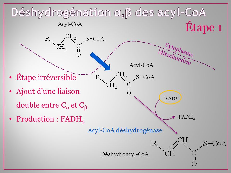 Déshydrogénation α,β des acyl-CoA