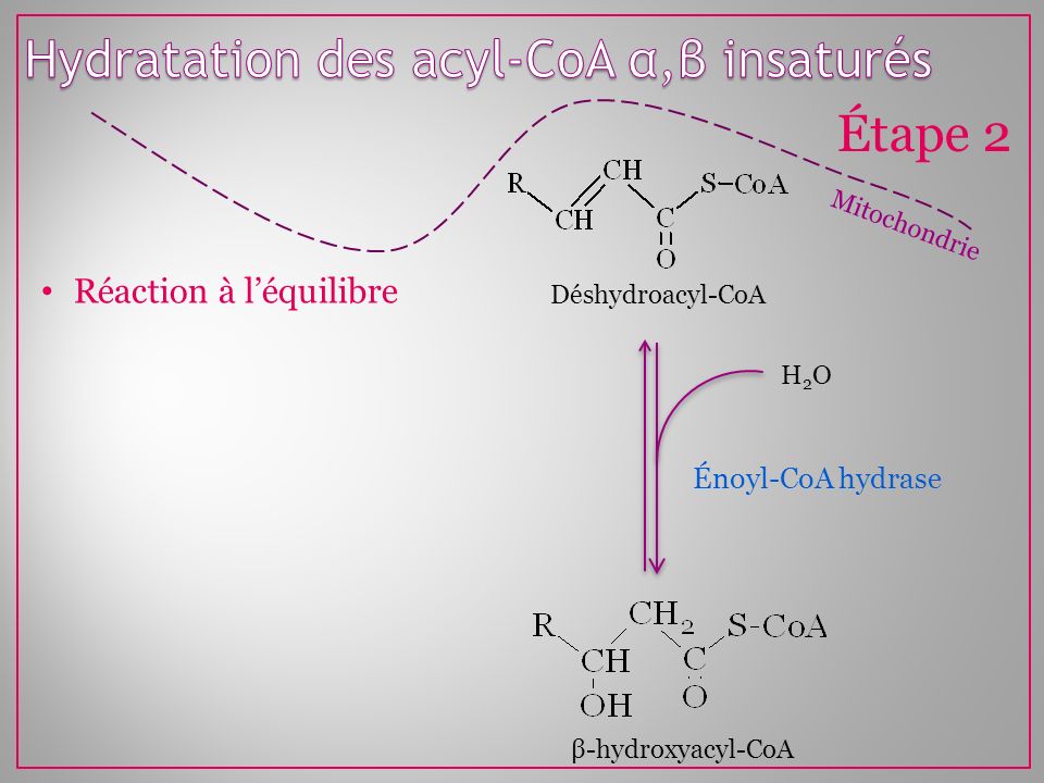 Hydratation des acyl-CoA α,β insaturés