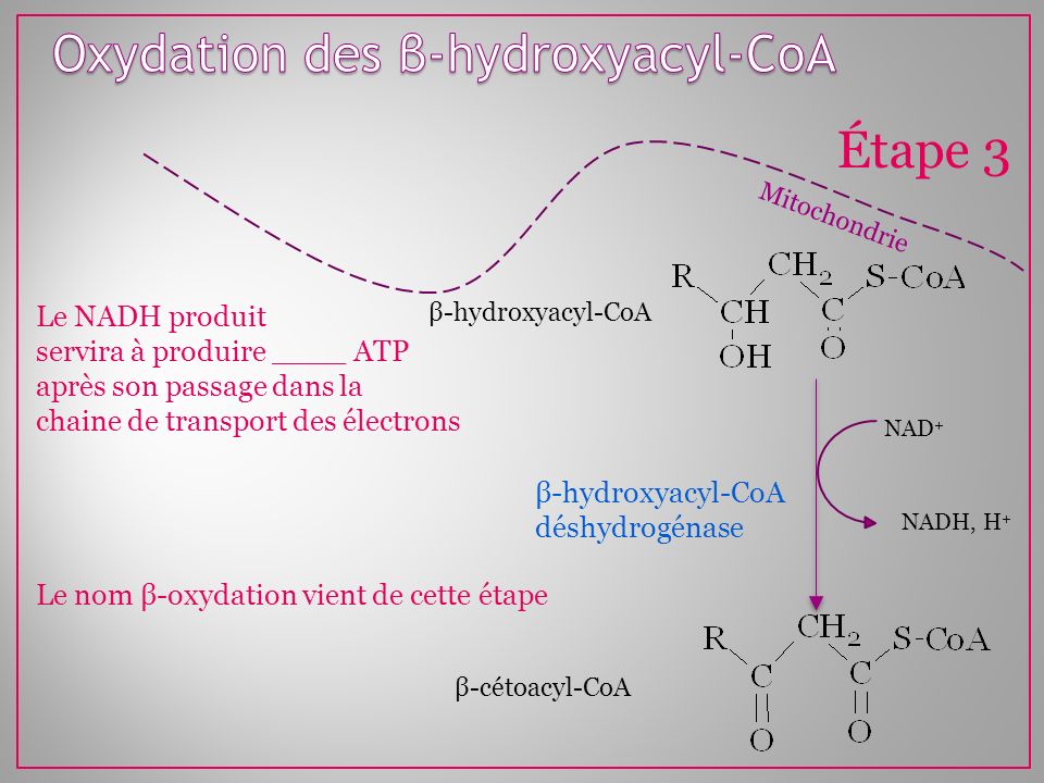 Oxydation des β-hydroxyacyl-CoA