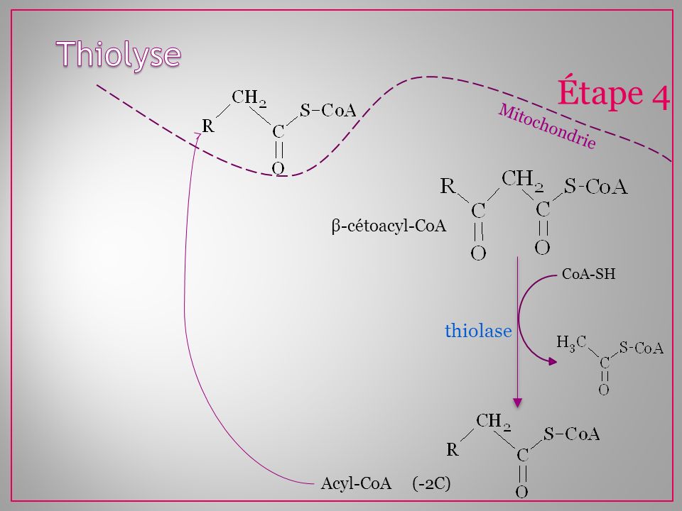 Thiolyse Étape 4 thiolase Mitochondrie β-cétoacyl-CoA Acyl-CoA (-2C)