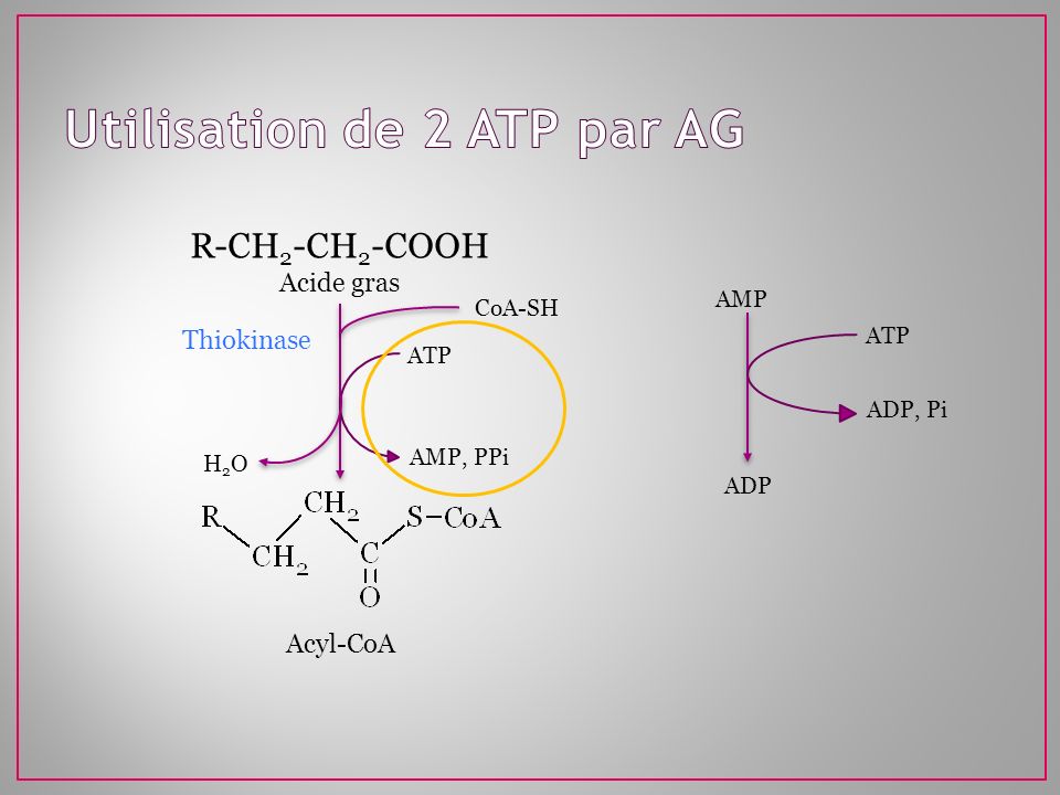 Utilisation de 2 ATP par AG