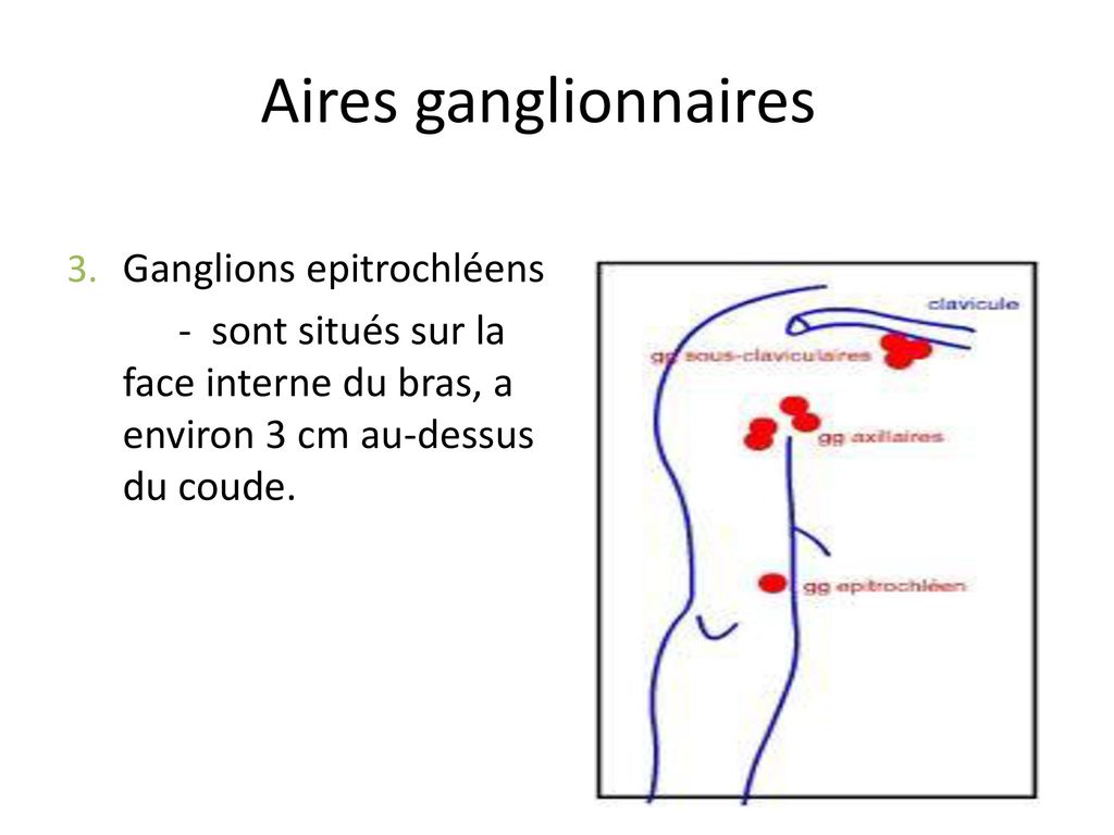 Aires ganglionnaires Ganglions epitrochléens
