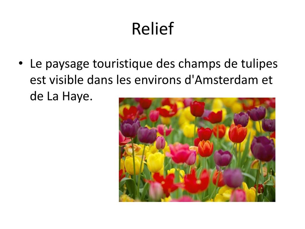 Relief Le paysage touristique des champs de tulipes est visible dans les environs d Amsterdam et de La Haye.