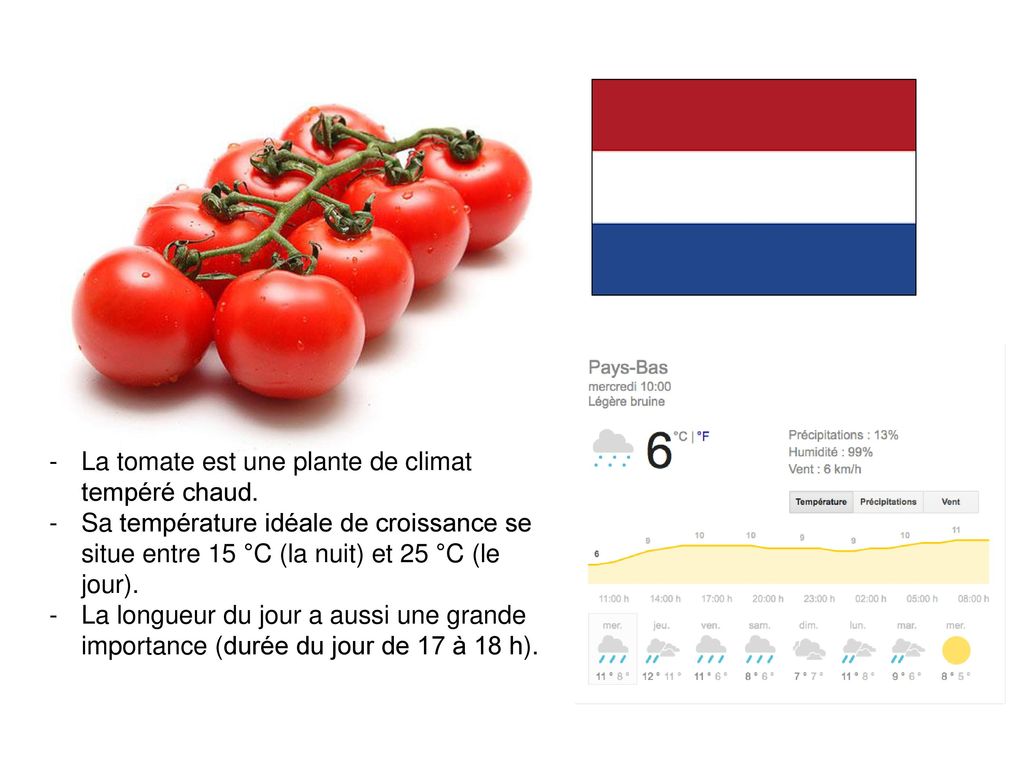 Consommateur Pays-Bas. La tomate est une plante de climat tempéré chaud.