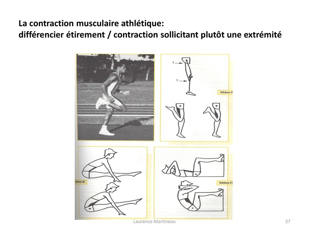 La contraction musculaire athlétique: différencier étirement / contraction sollicitant plutôt une extrémité