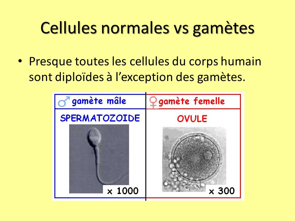 Cellules normales vs gamètes