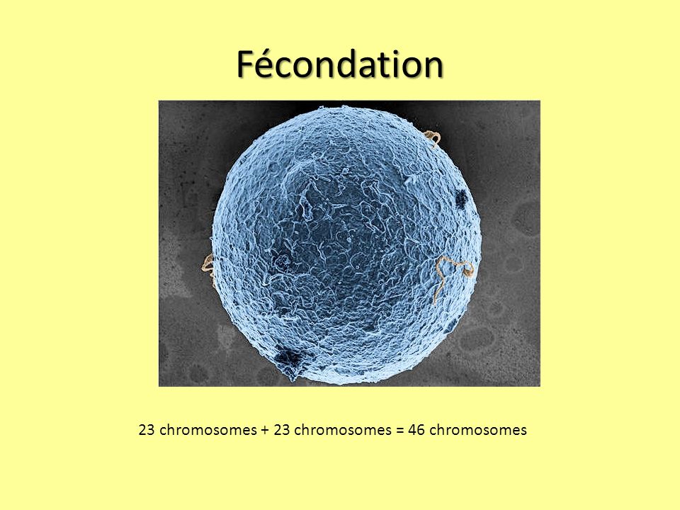 Fécondation 23 chromosomes + 23 chromosomes = 46 chromosomes