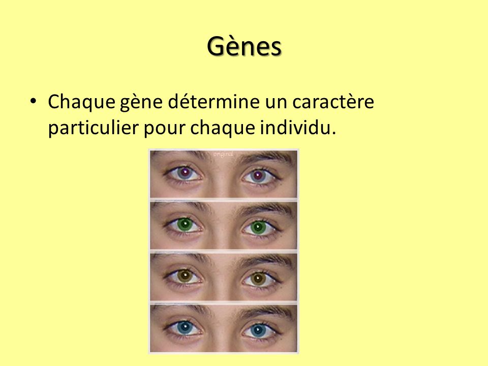 Gènes Chaque gène détermine un caractère particulier pour chaque individu.