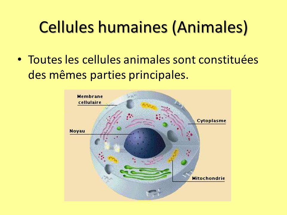 Cellules humaines (Animales)