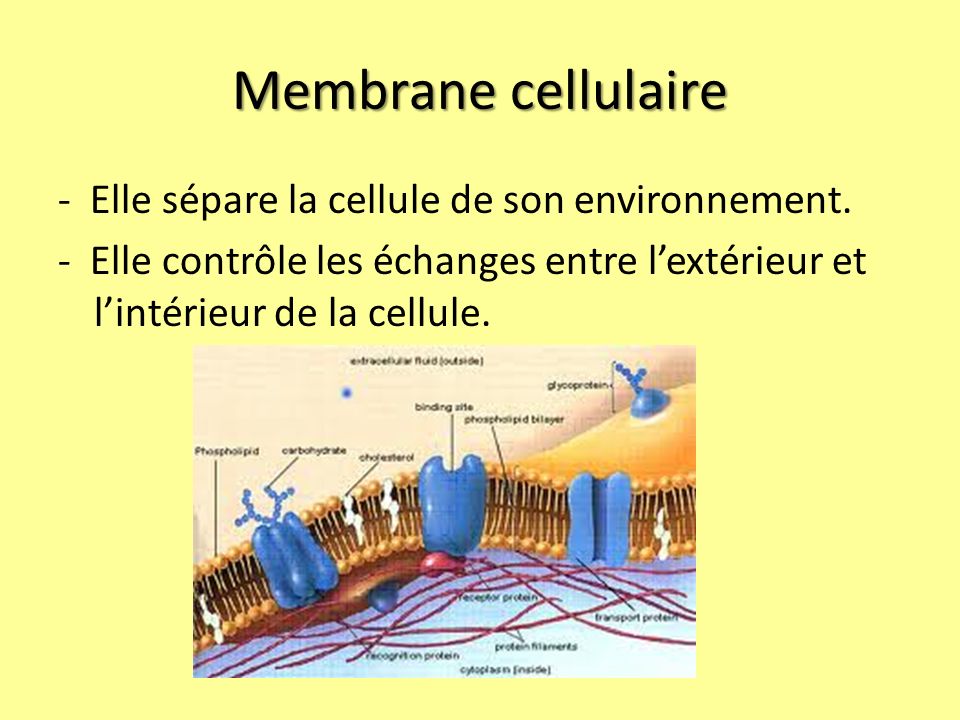 Membrane cellulaire - Elle sépare la cellule de son environnement.