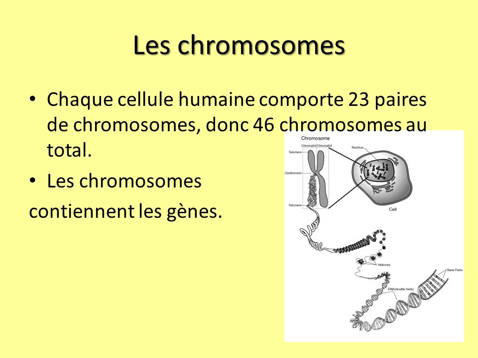 Les chromosomes Chaque cellule humaine comporte 23 paires de chromosomes, donc 46 chromosomes au total.